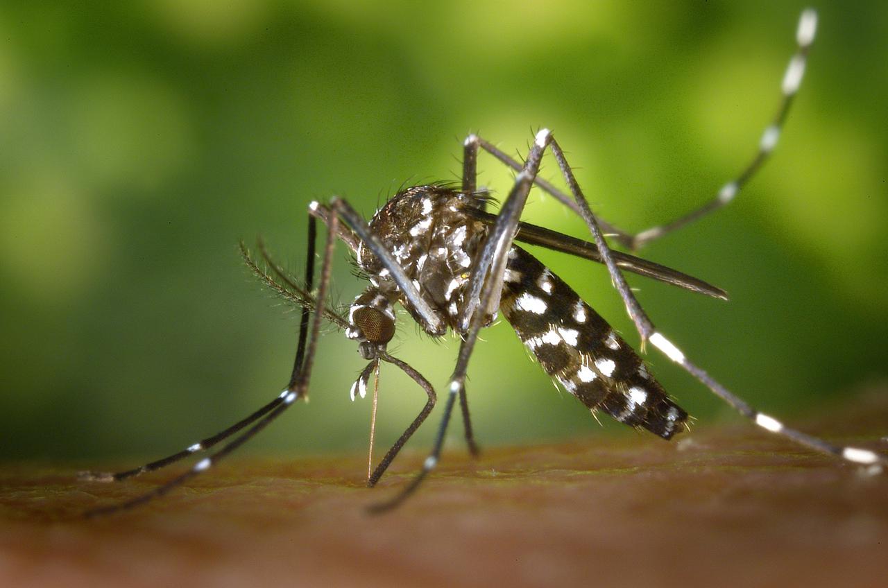 Grass mosquitoes discount
